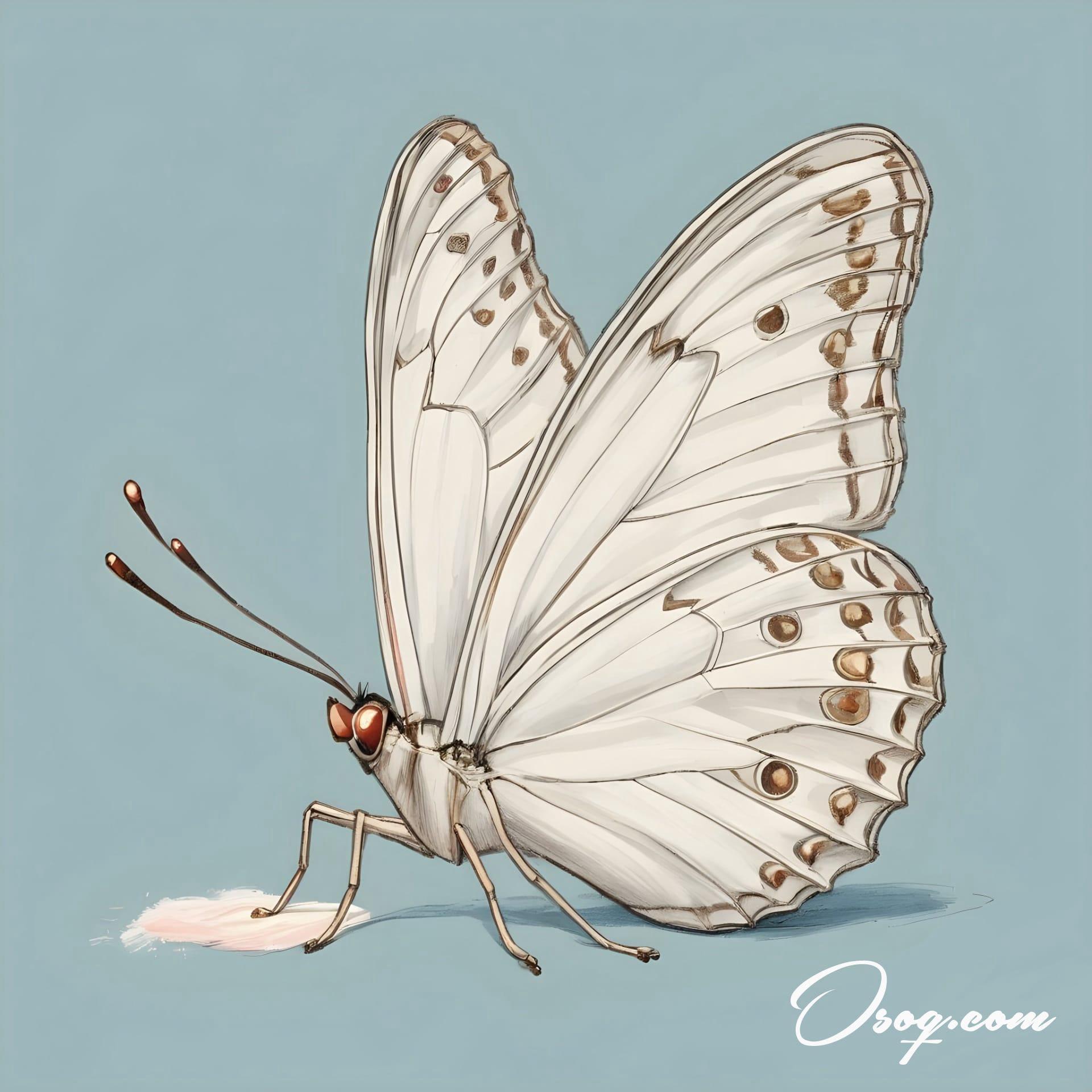 Butterfly caricature 02