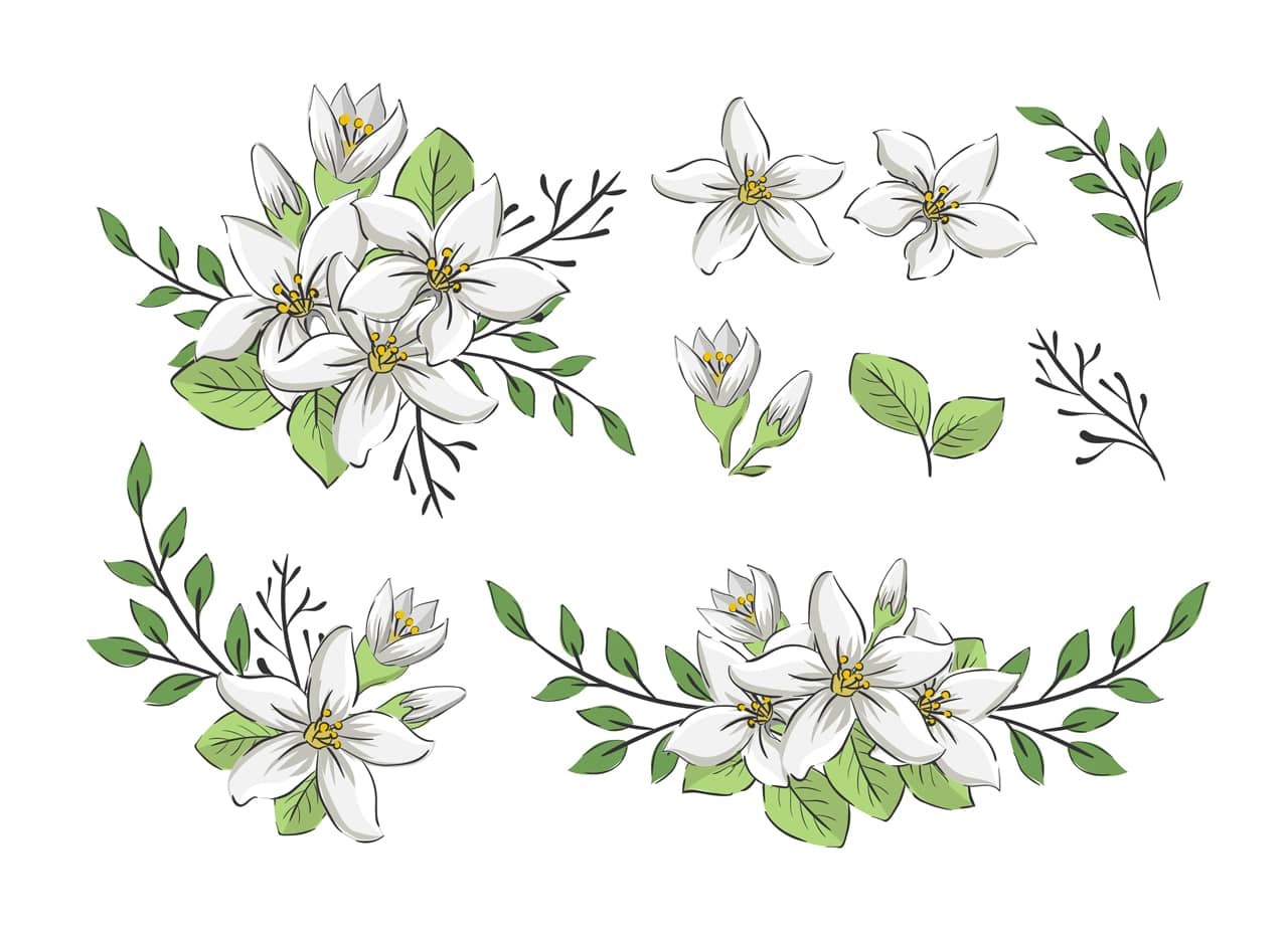 Set handdrawn jasmine flower elements hand drawing sketch