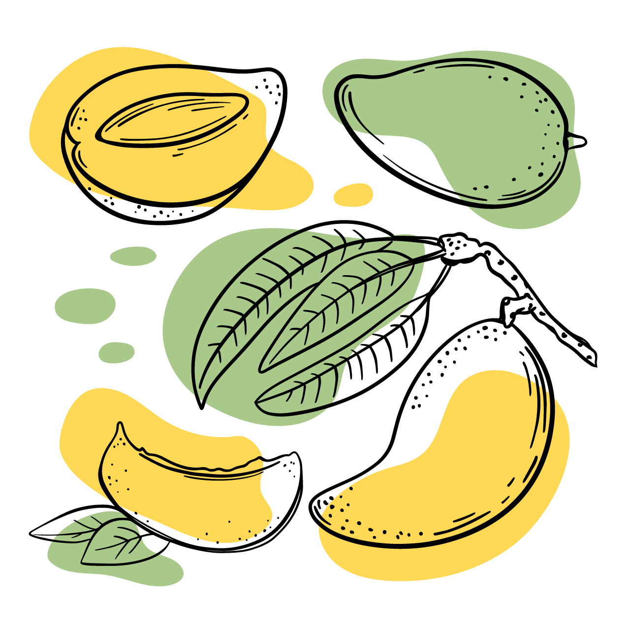 Mango sketches with yellow green color splashes illustration