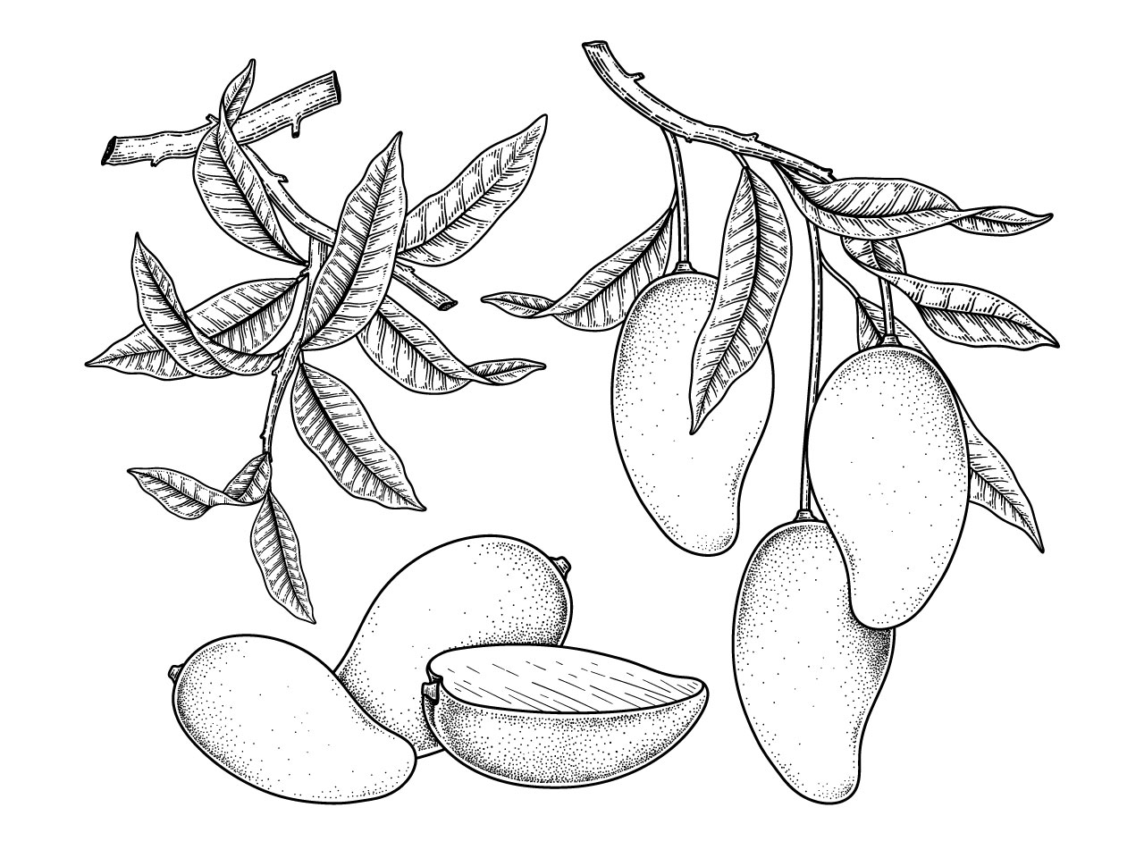 Set mango clipart black and white fruit hand drawn elements botanical illustration